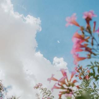 Aesthetic sky flowers wallpaper