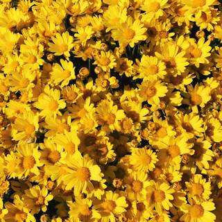 Nice aesthetic flower wallpaper