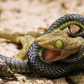 Snake eating wallpaper