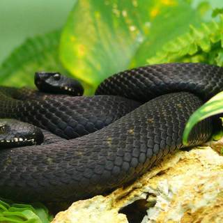 Snake eating wallpaper