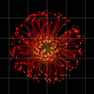 Border iPhone 7 wallpaper