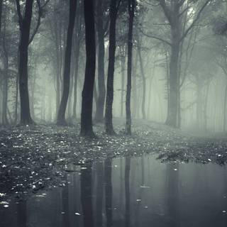 Creepy forest wallpaper