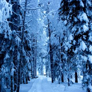 Blue forest wallpaper