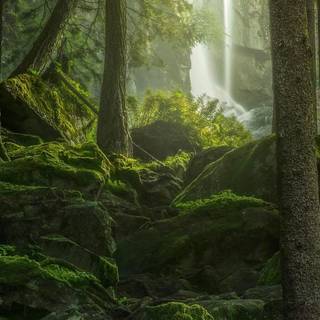 4k forest iPhone wallpaper