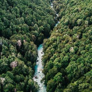 4k forest iPhone wallpaper