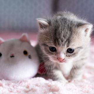 Cute kitties wallpaper