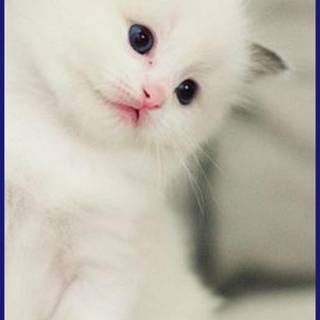 Cute kitties wallpaper