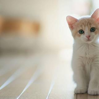 Cute kitties wallpaper