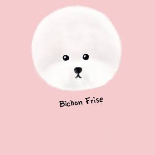 Bichon Frise wallpaper