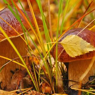 Autumn lights wallpaper