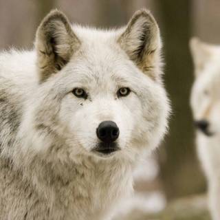 Mac computer wolf wallpaper