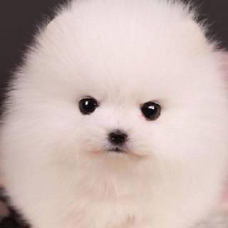 Teacup puppy wallpaper