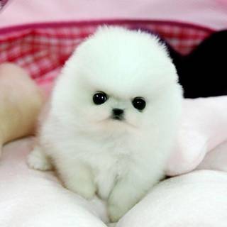 Teacup puppy wallpaper