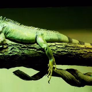 Water dragons wallpaper