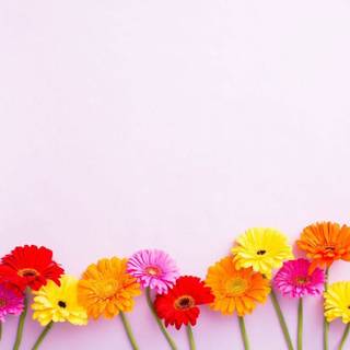 Flower image computer wallpaper