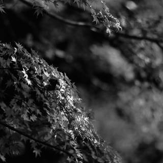 Black Japan wallpaper