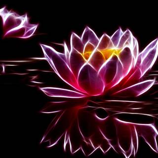 Purple water lily wallpaper