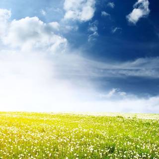 Anime flower field scenery wallpaper