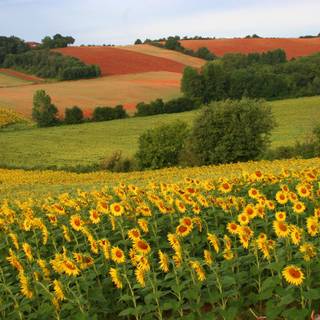 Anime flower field scenery wallpaper