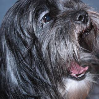 Lhasa Apso wallpaper