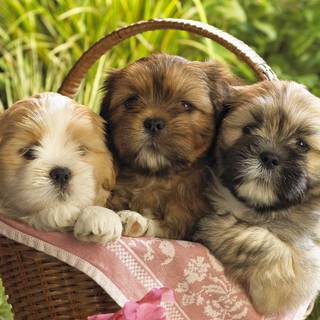 Lhasa Apso wallpaper