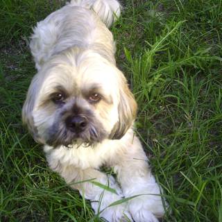 Lhasa Apso wallpaper