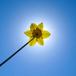 Magic wand wallpaper