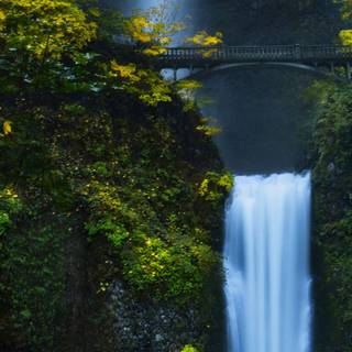 Forest water stream wallpaper