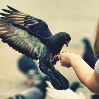 Cute little bird wallpaper