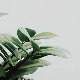 Minimalist flower white wallpaper