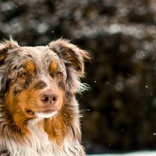 Australian Shepherd desktop wallpaper