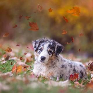 Australian Shepherd desktop wallpaper