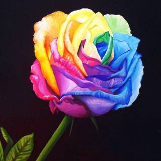 Rainbow rose wallpaper
