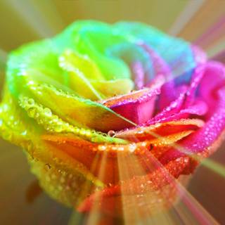 Rainbow rose wallpaper