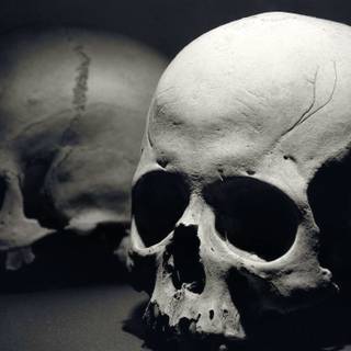 Human skeleton wallpaper