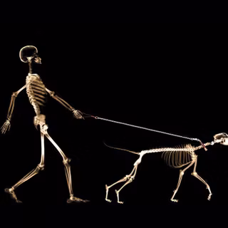 Human skeleton wallpaper