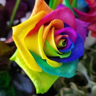 Rainbow roses wallpaper