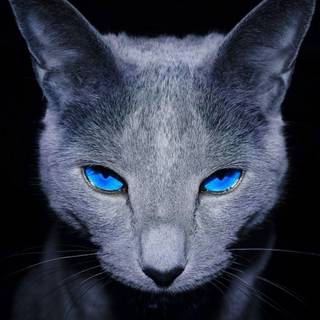 Blue cat wallpaper