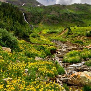 Flowers HD wallpaper full size