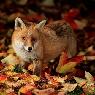 Animal in autumn wallpaper