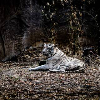 Macan Putih Siliwangi wallpaper