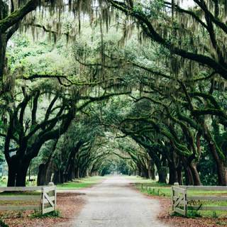 Wormsloe wallpaper