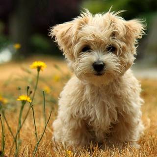 Toy Poodle wallpaper
