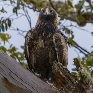Wedge tailed eagle wallpaper