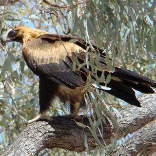 Wedge tailed eagle wallpaper