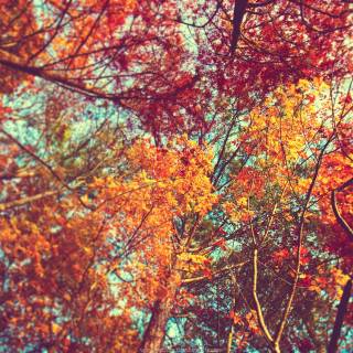 Autumn aesthetics wallpaper