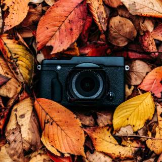 Autumn aesthetics wallpaper