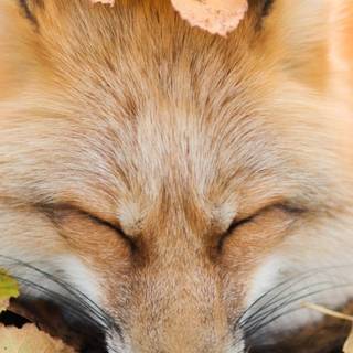 Cute autumn pictures wallpaper