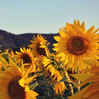 Autumn with sunflowers wallpaper