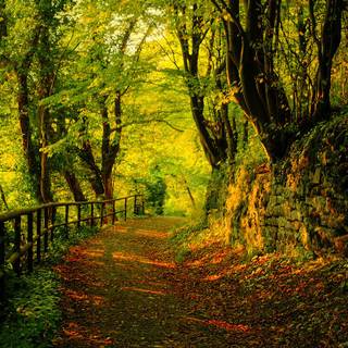 Autumn Ireland wallpaper